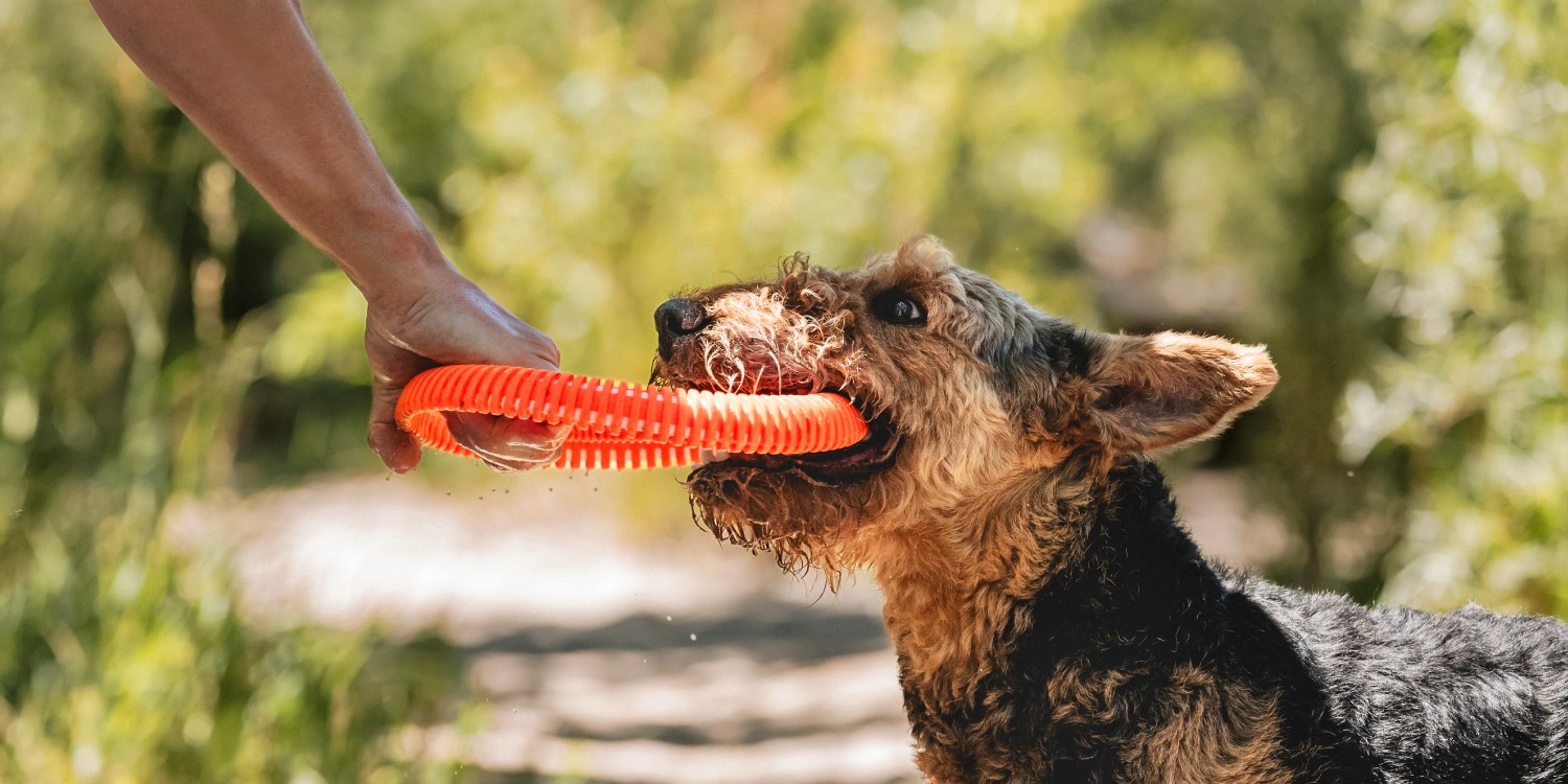 Chuckit Online Store Chuckit | Complete Dog Fetch Play Collection – Puncture-Resistant, Mouth-Friendly, Floating & High Bounce - Chuckit Online Store