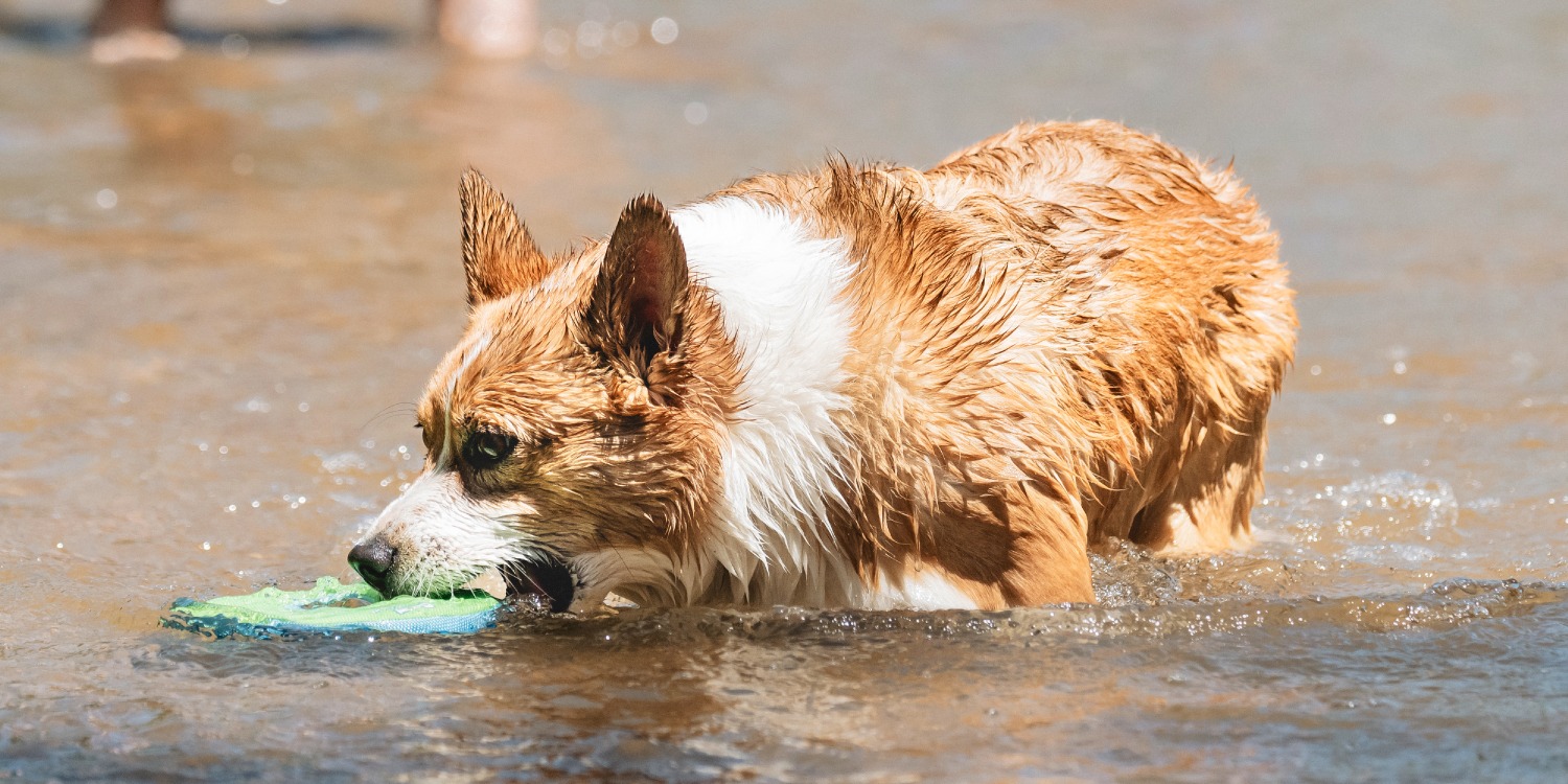 Chuckit Online Store Chuckit | Complete Dog Fetch Play Collection – Puncture-Resistant, Mouth-Friendly, Floating & High Bounce - Chuckit Online Store