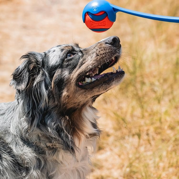Chuckit Online Store Chuckit | Complete Dog Fetch Play Collection – Puncture-Resistant, Mouth-Friendly, Floating & High Bounce - Chuckit Online Store